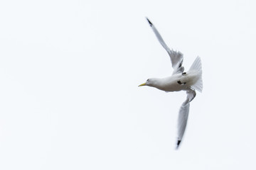 Obraz premium Kittiwake, Rissa tridactyla, in flight