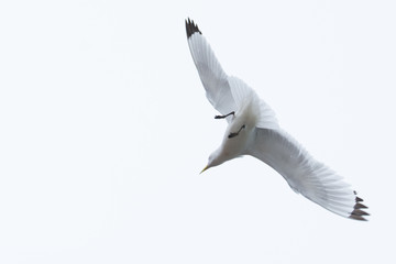 Kittiwake, Rissa tridactyla, in flight