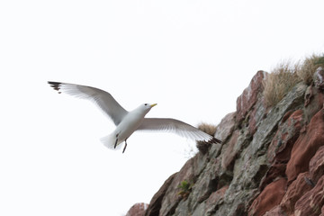 Kittiwake, Rissa tridactyla, in flight