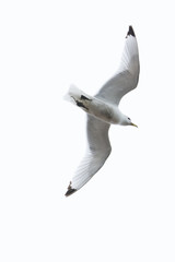 Kittiwake, Rissa tridactyla, in flight