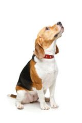 beautiful beagle dog isolated on white - 163647141
