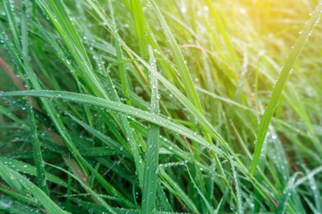 The flower of the grass, rain drop  Background