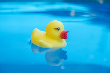 Yellow rubber duck floating on the water surface in the blue swimming pool