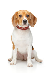 beautiful beagle dog isolated on white