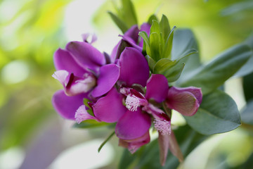 Blüten der Kreuzblume (Polygala myrtifolia)