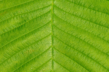 Texture of a leaf from a tree