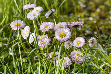 Весенние маргаритки среди травы © Yuriy Shurchkov