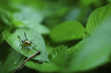 Isolated Cricket On Green Leaf
