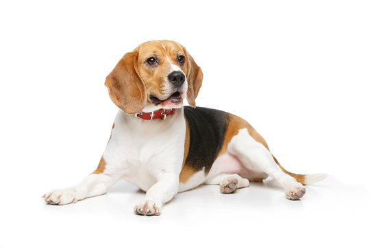beautiful beagle dog isolated on white