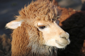 Alpaka