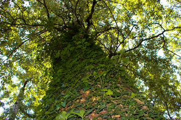 A tree full of foliage 2