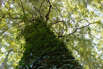 A tree full of foliage 3