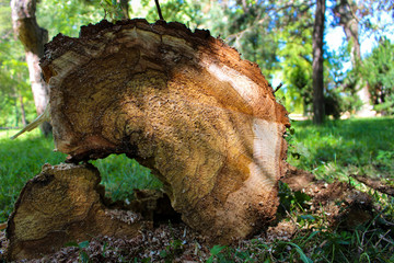Cutted log in forest