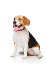 beautiful beagle dog isolated on white - 163649357