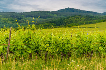 Fototapeta na wymiar Leafy green trellised vines in a winery
