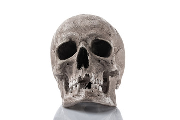 Human skull isolated on white background with reflection