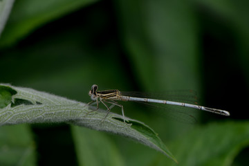 Blaue Federlibelle