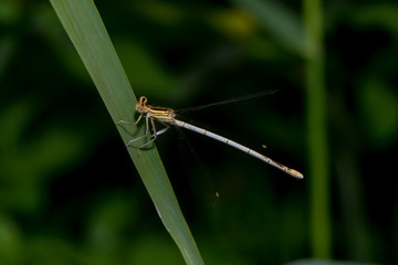 Blaue Federlibelle
