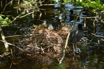Foulque macroule (Fulica atra)