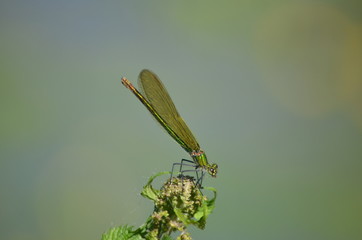 Caloptéryx vierge (Calopteryx virgo)