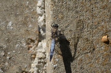 Orthétrum réticulé (Orthetrum cancellatum)