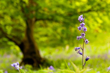Isolated Bluebell flower with tree in the background. Stirlingshire, Scotland, UK
