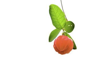 Barbados Cherry isolated  white background