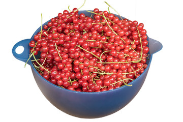 Johannisbeeren