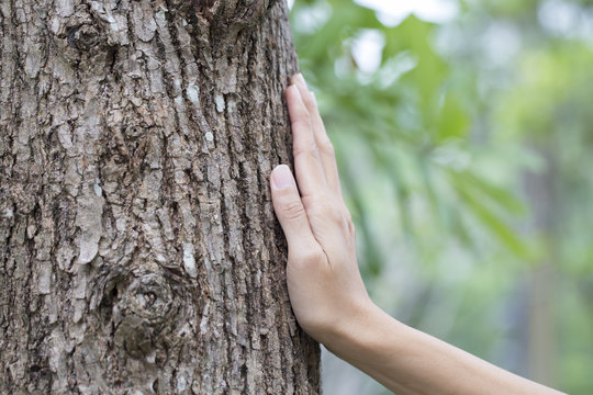 woman hand touching tree trunk, save environment concept