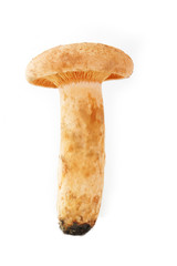 saffron milk cap isolated