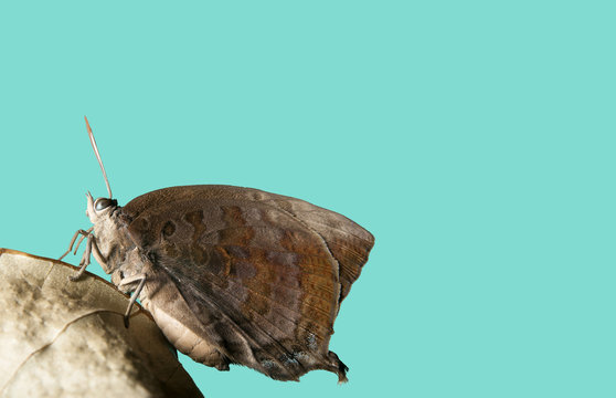 Close up the Common Oakblue (Arhopala pseudocentaurus nakula) on dry leaf with blue background,thailand