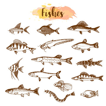 Fish sorts and types. Hand drawn vector illustrations. Lake fish in line art style. Vector sea and ocean creatures for seafood menu design.