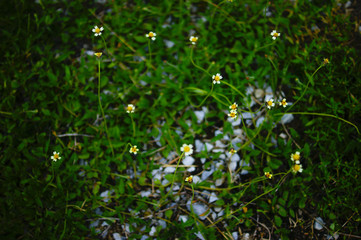 Yellow Flower Background