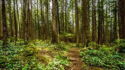 Fototapeta na wymiar Trees in the temperate rain forest of Rolley Lake Provincial Park near the town of Mission in British Columbia, Canada