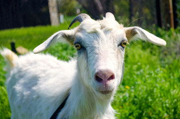 White dairy breed goat on green grass background. Farm concept.