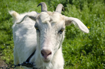 White dairy breed goat on green grass background. Farm concept.