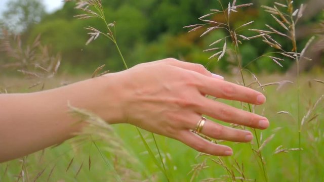 Woman hand touches green grass on the field, 4k shot
