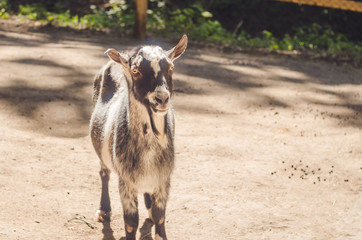 Fototapeta premium a goat at the zoo