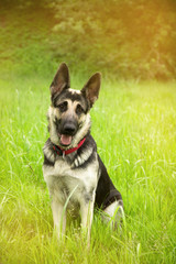East-European shepherd sitting on the grass in the Park at sunset. careful look.the concept of Pets.