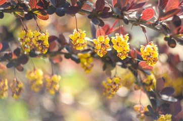 Floral background. Yellow flowers and red leaves