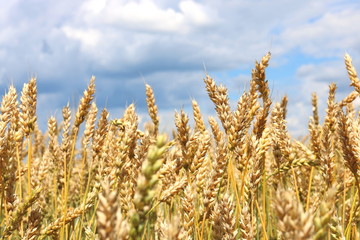 Wheat field in summer before harvesting