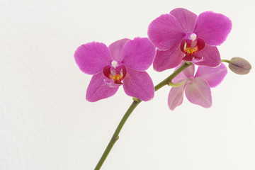 Grußkarte - Orchidee auf weissem Hintergrund mit textfreiraum