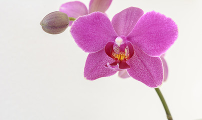 Orchideen in Pink isoliert auf weissem Hintergrund