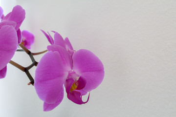 Grußkarte - Orchidee  isoliert auf weissem Hintergrund mit textfreiraum