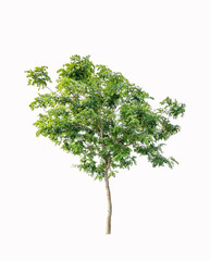 Tree isolated on a white background