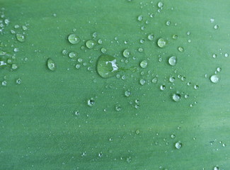 Rain water drops on tulip leaf closeup background