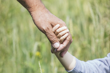 Hands closeup of a small child and an elderly person to stay together