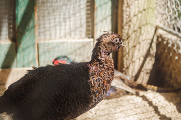 Fototapeta premium Pheasant in a cage at the zoo