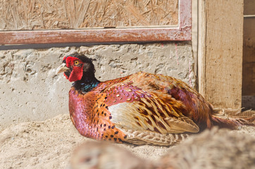 Pheasant in a cage at the zoo