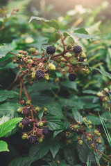 Branch of wild blackberry with ripe fruits close-up in the forest